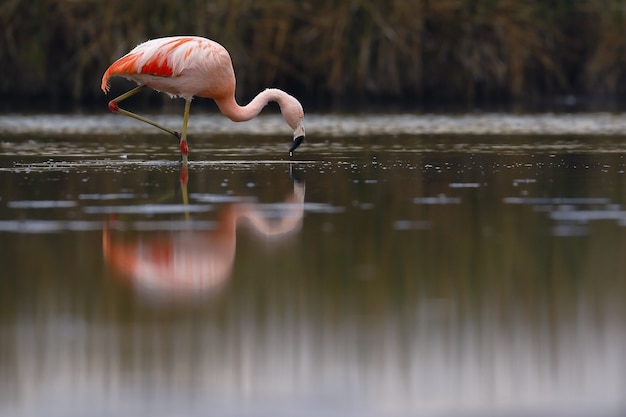 Flamingo cileno che cammina sulle rive del lago