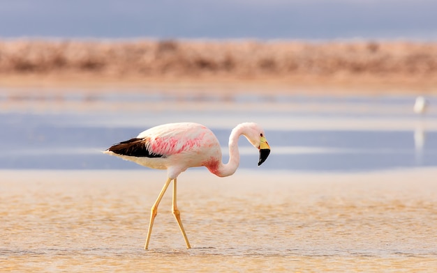 Flamingo da solo sulle saline deserto Chaxa vicino ad Atacama in Cile Sud America