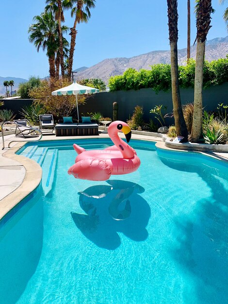 Flamingo galleggiante