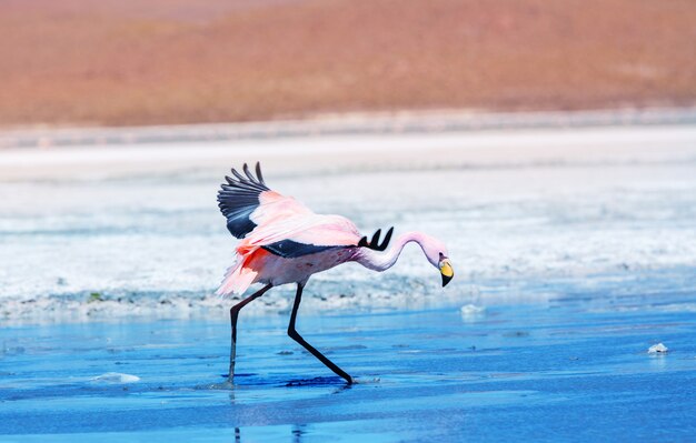 Flamingo nel lago dell'Altiplano boliviano