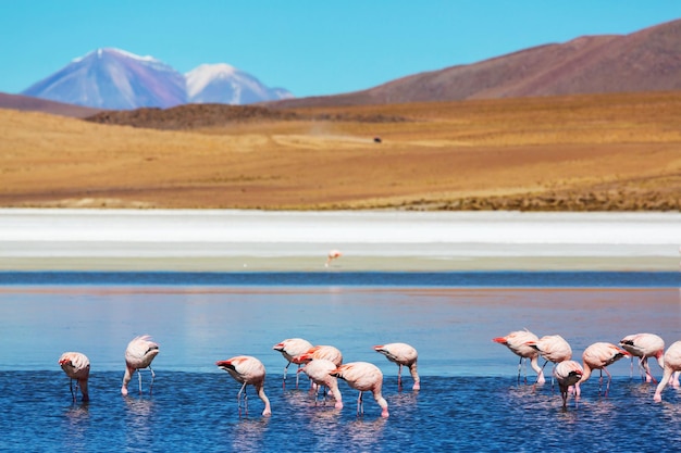 Flamingo nel lago di Altiplano boliviano