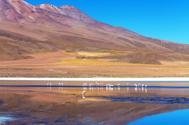 Flamingo nel lago di Altiplano boliviano