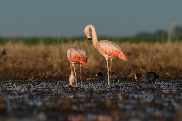Flamingo nella laguna delle Pampas Ambiente La Pampa Patagonia Argentina