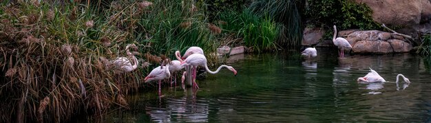 Flamingo rosa e anatra che condividono uno stagno tranquillo