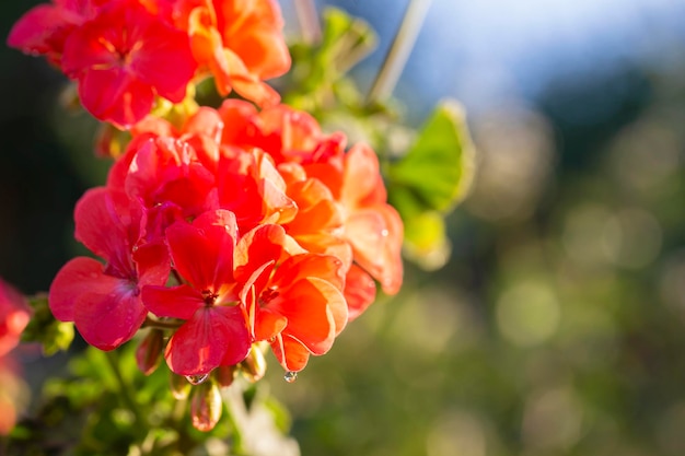 Flan rosso del primo piano dei fiori del phlox su uno sfondo naturale