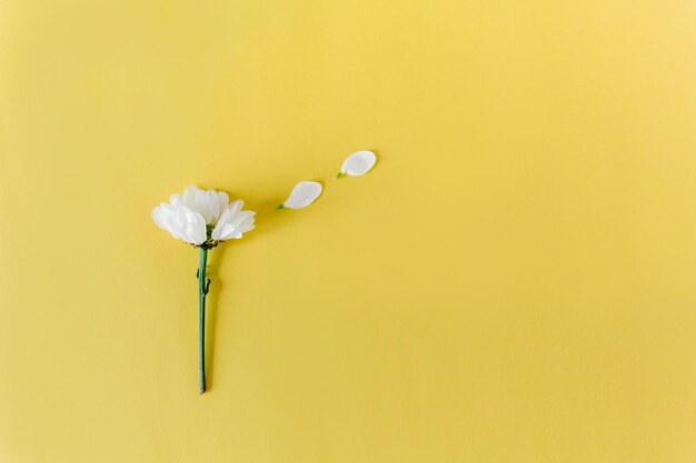 Flatlay creativo con fiore camomole sullo sfondo giallo Spazio copia Vista dall'alto