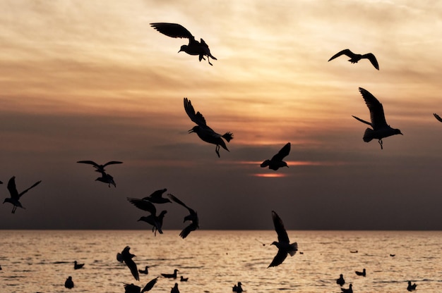 Flock of birds flying over sea during sunset