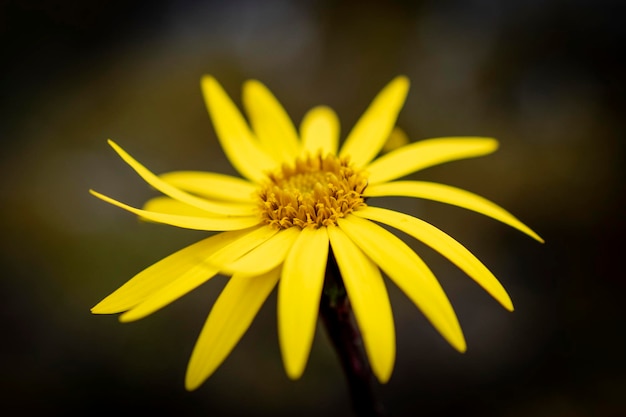 Flor amarilla fotografia macro