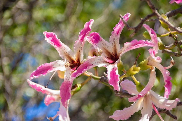 Flor de Ceiba speciosa o palo borracho
