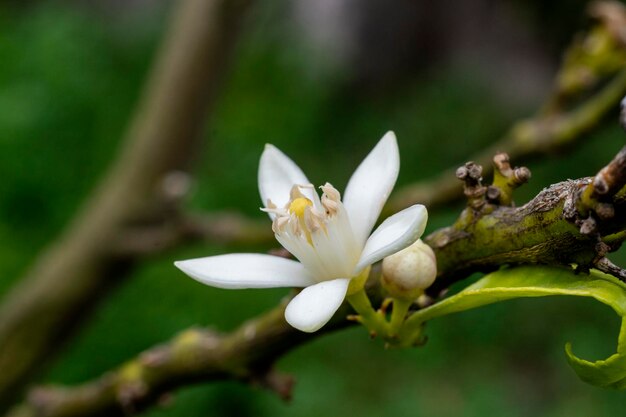 flor de limon