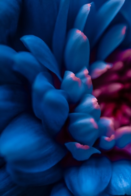 Flora branding e concetto di amore margherita blu petali di fiori in fiore astratto floreale fiore arte backg...
