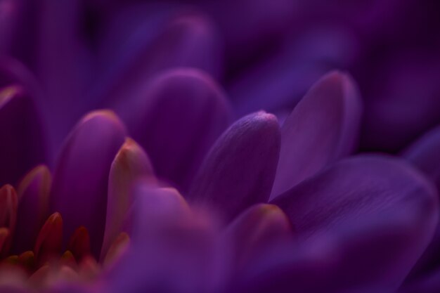 Flora branding e concetto di amore margherita viola petali di fiori in fiore fiori astratti floreali arte bac...