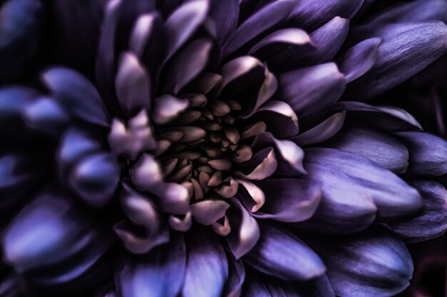 Flora branding e concetto di amore margherita viola petali di fiori in fiore fiori astratti floreali arte bac...