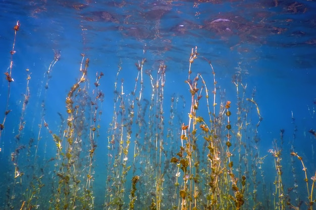 Flora d'acqua dolce Paesaggio sottomarino di acqua dolce
