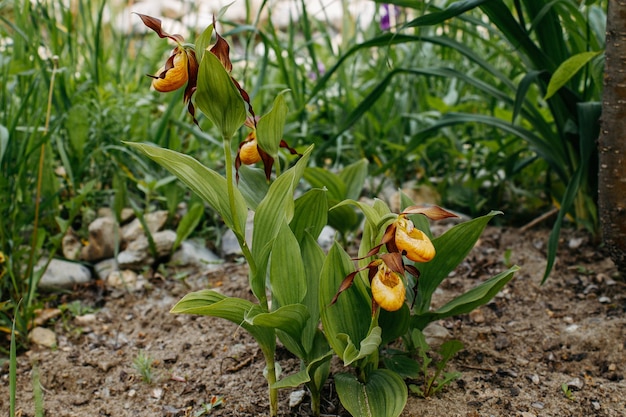 Flora e fauna dell'Estremo Oriente russo Fauna e flora e fauna della Russia