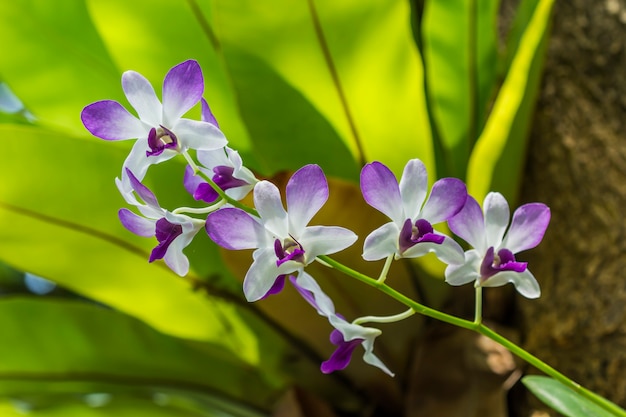 Flora indigena di orchidea tropicamente bella