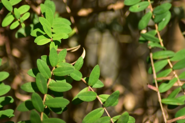 flora vegetazione fibra