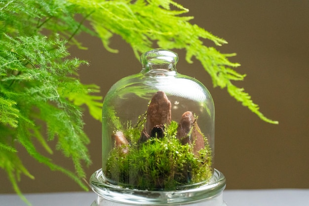 Florarium con diversi tipi di piante per la decorazione della casa