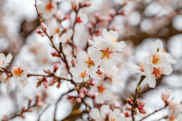 Flore albero primavera bianco primo piano sul ramo di fioritura messa a fuoco selettiva