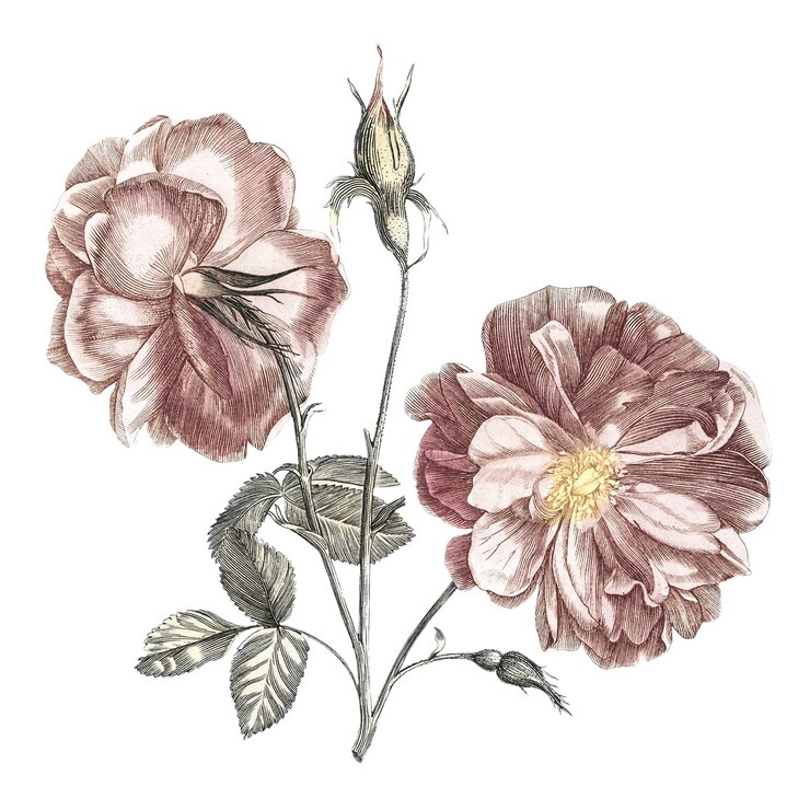 Foto flore di camelia adesivo png sfondo trasparente