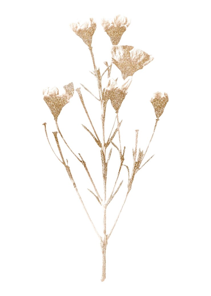 Foto flore di cera adesivo png sfondo trasparente