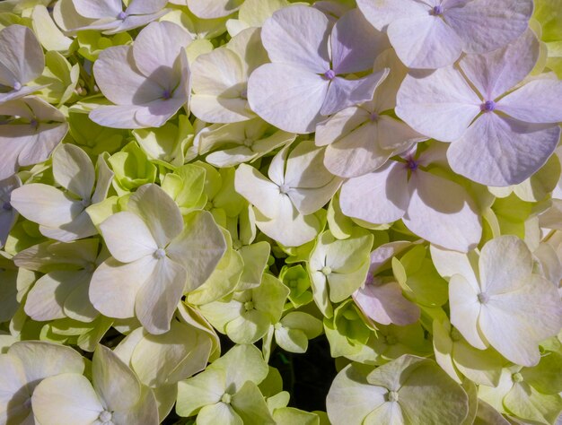 Flore di hortensia da vicino