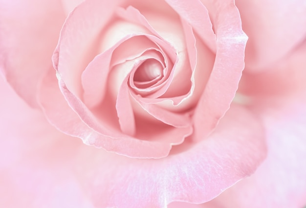 Floreale astratto sfondo floreale rosa pallido fiore di rosa macro fiori sullo sfondo per il marchio di vacanza