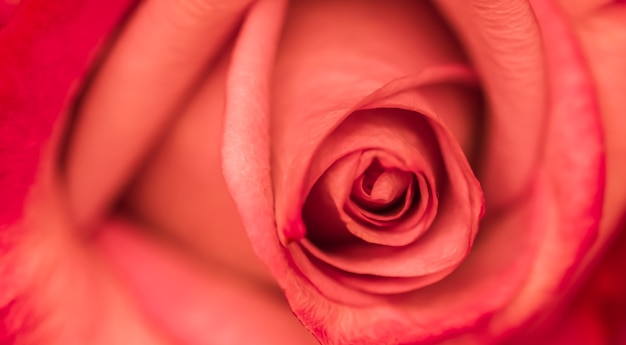 Floreale astratto sfondo floreale rosa rossa fiore macro fiori sullo sfondo per il marchio di vacanza