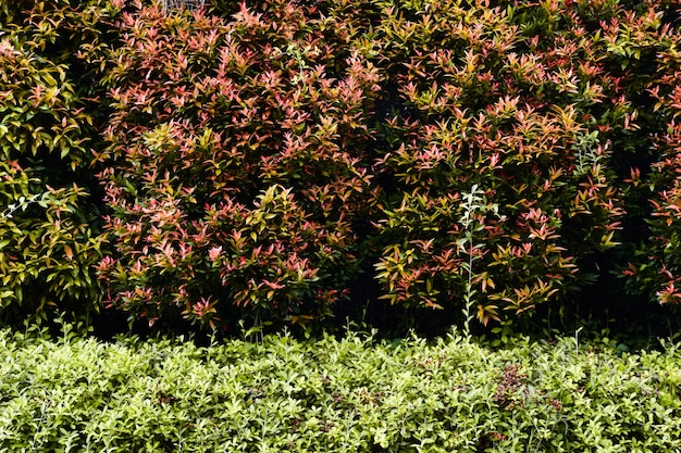 Floreale rosso verde fiori natura backround