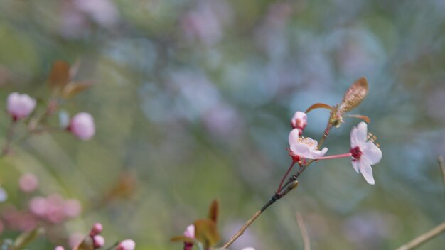 Floreale sfondo d'arte dolce prugna in fiore fiore rosa in primavera