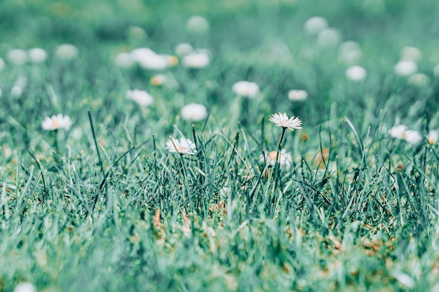 Flores blancas sobre el campo