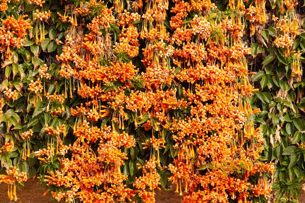 Flores de planta trepadora Pyrostegia venusta o Bignonia de Invierno