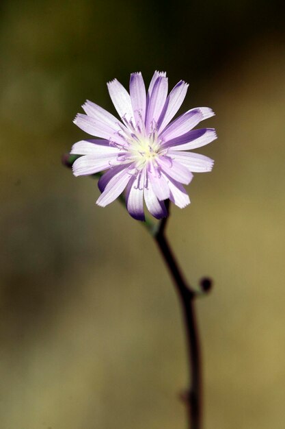 Flores naturales y silvestres Cichorium intybus