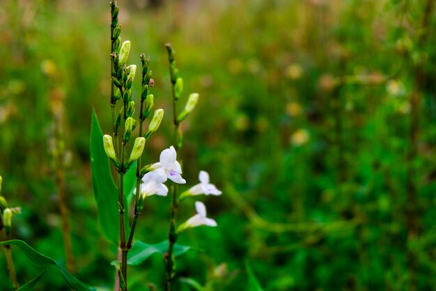 Flowe bianco