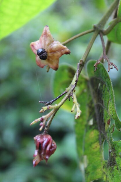 Flower Bud