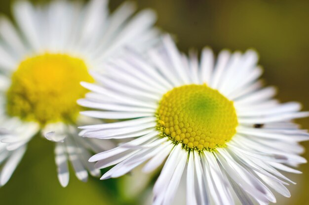 Flower Macro