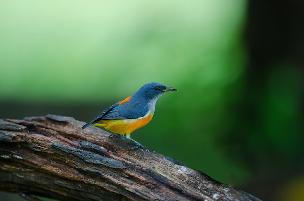 Flowerpecker Arancio-gonfiato uccello variopinto che si appollaia su un ramo