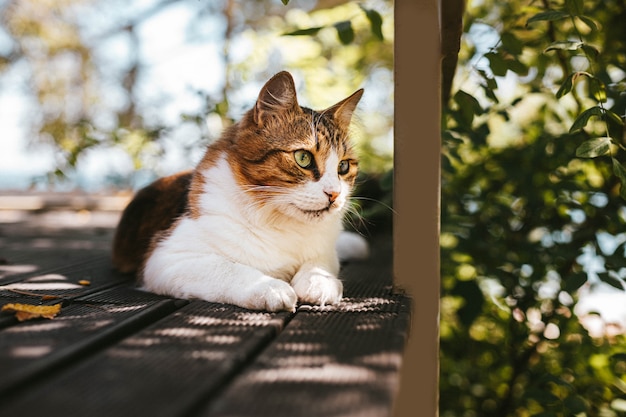 Fluffy tabby cat in appoggio su una veranda in legno in estate con copia spazio