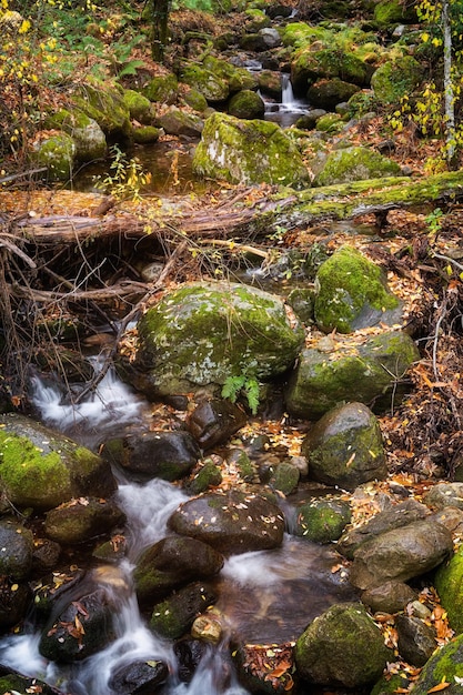 Flussi d'acqua limpida nelle foreste dell'Estremadura Hervas Spagna