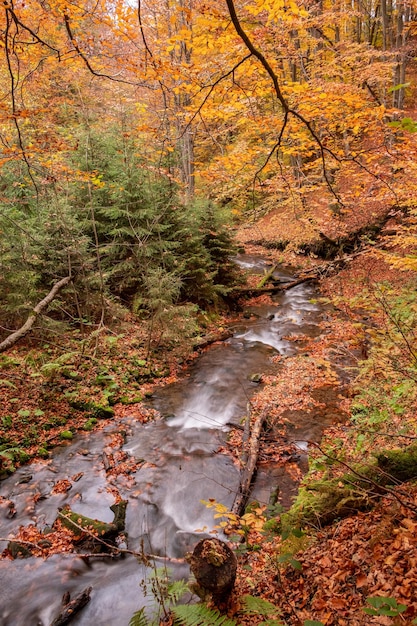 Flussi di ruscello di montagna nella foresta autunnale Flusso di foresta nel paesaggio autunnale