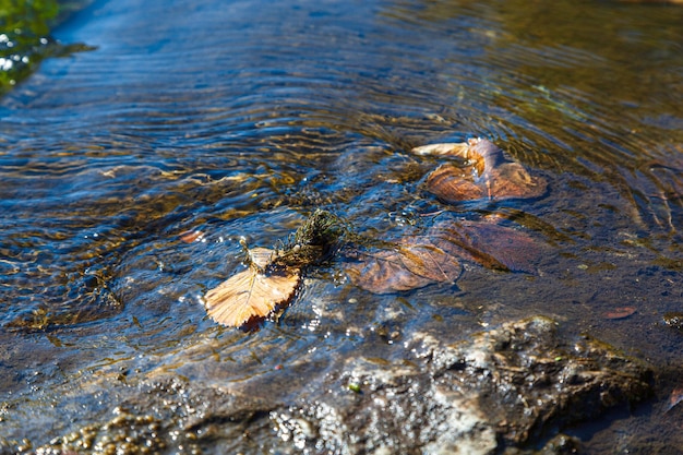 flusso d'acqua e spruzzi da una pietra da vicino