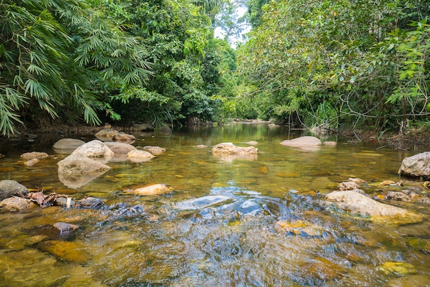 Flusso del fiume nella foresta