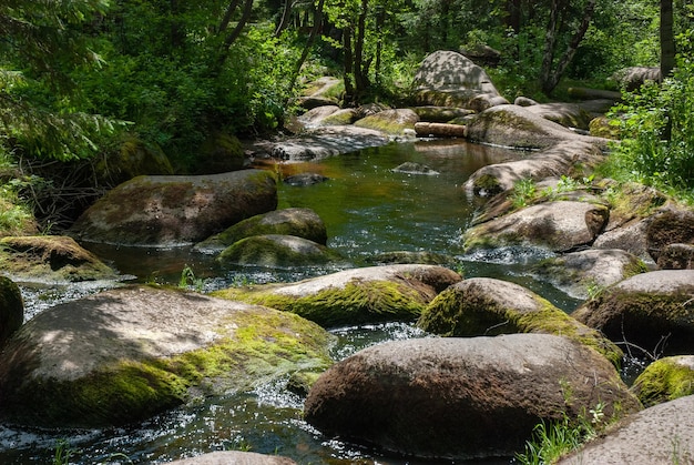 Flusso della foresta con bellissime pietre trasformate dall'acqua illuminata dal sole estivo