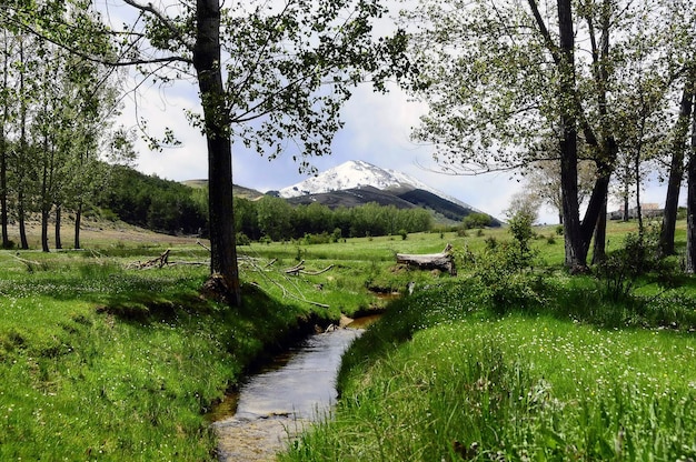 Flusso di acqua limpida tra gli alberi Albacete