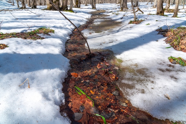 Flusso di primavera nella foresta. Scioglimento della neve