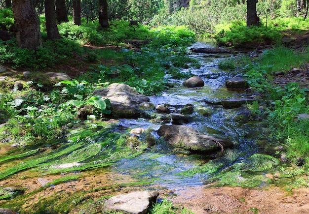 Flusso estivo con pietre e alghe nella foresta