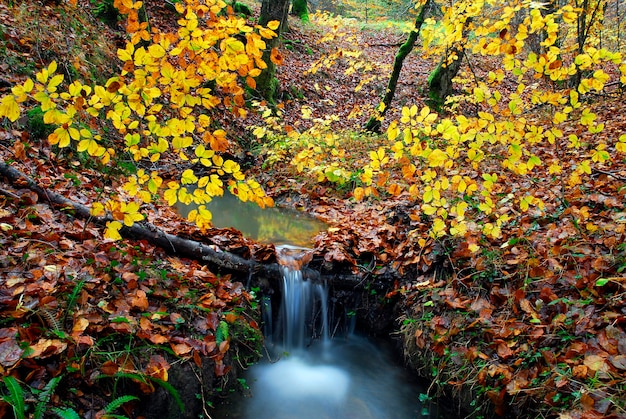 Flusso in un bosco di faggi autunnale nella foresta di Irati. Navarra. Spagna