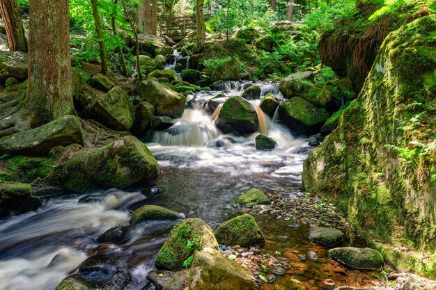 Flusso in una foresta verde nelle calde giornate estive Parco nazionale di Peak District