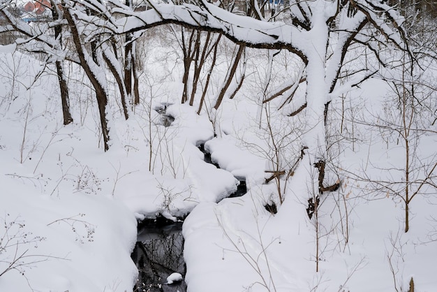 Flusso invernale che scorre tra alberi innevati