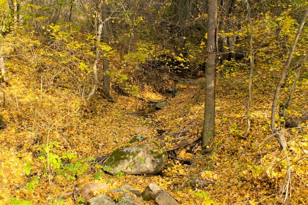 Flusso nella foresta d'autunno